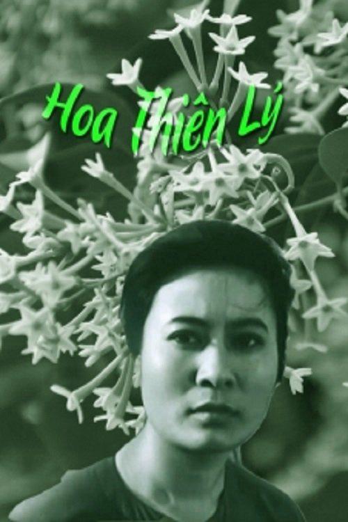 Hoa Thiên Lý - Tonkin Jasmine Flower (1973)